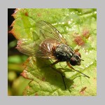 Phaonia rufiventris - Echte Fliege w05.jpg